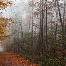 viewes, autumn, color, trees, landscape, Path, Leaf