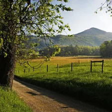 Sapling, Spring, Path, Mountains, Narrow, green