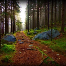 Path, Stones, trees, viewes, forest
