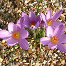 pebbles, beatyfull, crocuses