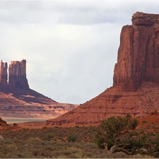 canyon, Plants