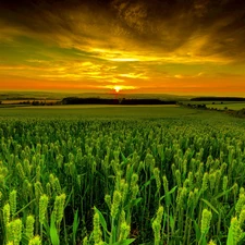 west, field, Plants, sun