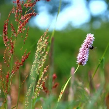 Plants