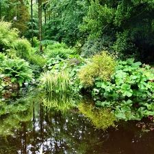 Plants, Park, Pond - car