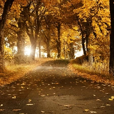 Path, Przebijające, luminosity, ligh, flash, forest, autumn, sun