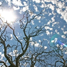 Przebijające, sun, trees, clouds, dry