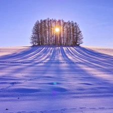 trees, snow, Przebijaj?ce, sun, viewes, Field