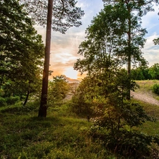 viewes, Przebijaj?ce, luminosity, ligh, flash, trees, forest, sun