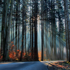 viewes, Przebijaj?ce, luminosity, ligh, flash, trees, Way, sun