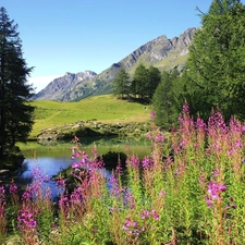 purple, Flowers, Mountains, River, Spring