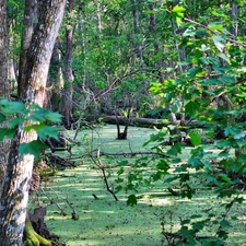 quagmire, forest, green