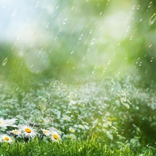 daisy, Rain