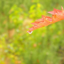 rain, leaf, drop