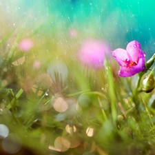 Rain, Pink, Flower