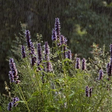 Rain, Wildflowers, Flowers