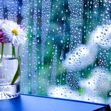 Rain, Flowers, Glass