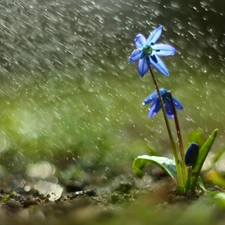 Siberian squill, Colourfull Flowers, Rain, blue