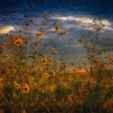 Rain, thunderbolt, Flowers, Storm, Yellow