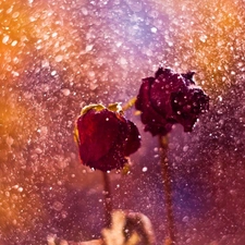 Two, roses, Rain, Red