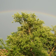 trees, Great Rainbows