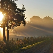 viewes, Way, rays, sun, Przebijające, trees