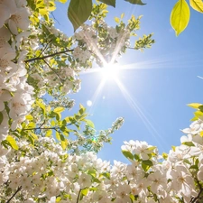 trees, Flowers, rays, sun, viewes, fruit