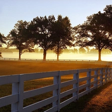 trees, Meadow, rays, sun, viewes, Fog