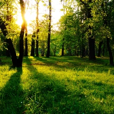 trees, nature, rays, sun, viewes, forest