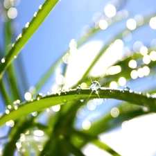drops, Leaf, rays, sun, water, grass
