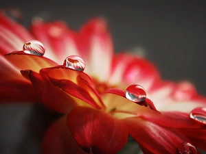 drops, Colourfull Flowers, Red, rain