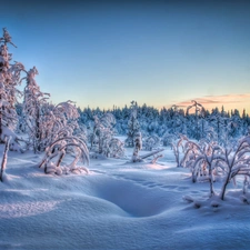 rime, snow, viewes, Bush, trees