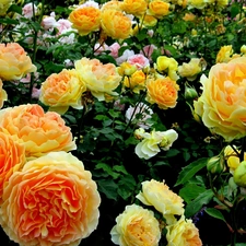 roses, Garden, Yellow