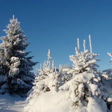 Sapling, winter, Snowy