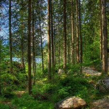 forest, lake, shadows, Way