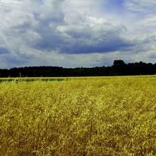 Ears, viewes, Sky, trees