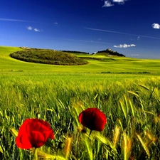 Field, papavers, Sky, corn