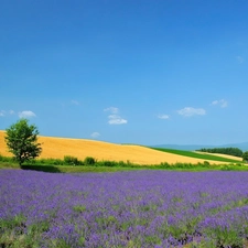 Field, Sky, Narrow-Leaf Lavender, trees