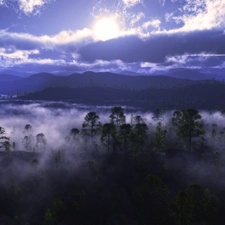 forest, cloudy, Sky, Fog