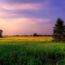 Sky, Meadow, forest