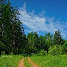 grass, viewes, Sky, trees