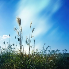 grass, Sky