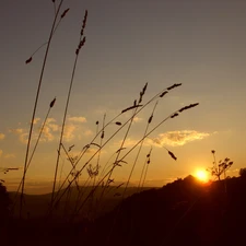 grass, Great Sunsets, Sky