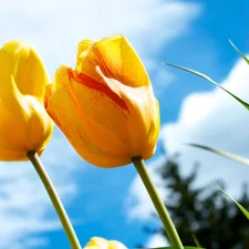 Sky, Yellow, Tulips