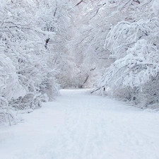 snow, Bush, Covered