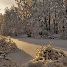 Bush, trees, rays, viewes, forest, snow, sun