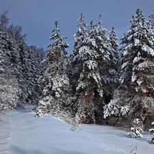 snow, winter, viewes, Spruces, trees