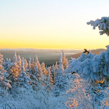 trees, west, snow, winter, viewes, sun