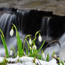 snowdrops, waterfall, snow