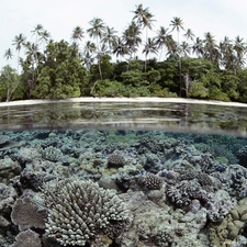 Solomon, Palms, coral, Islands, reef