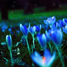 Spring, Blue, crocuses